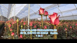 Los 4 Pilares Fundamentales en el Cultivo de Rosas Sesión 1 de 2 [upl. by Eeniffar]