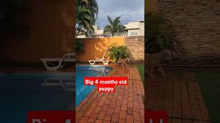 4 months old golden retriever puppy at the pool dogpooldog goldenretrieverpuppy gloriousgoldens [upl. by Hgielrac]