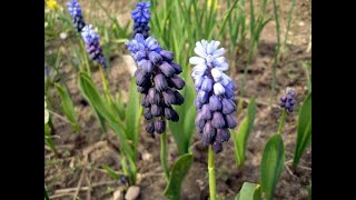 Мускари Muscari Garden flowers156 Декоративные растения [upl. by Lihkin]