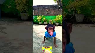 Bandar mama pahan pajama dawat khane aaye 🐵🐵funny monkey [upl. by Slifka]