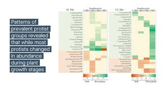 Protist diversity and community complexity in the switchgrass rhizosphere are dynamic [upl. by Lianna]