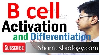 B cell activation and differentiation [upl. by Aikyn]