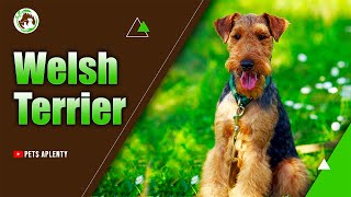 The Welsh Terrier The Perfect Dog for Families [upl. by Atsyrk232]