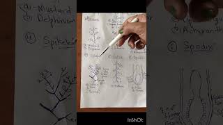 Types of Racemose inflorescenceRacemePanicleSpikeSpikeletCatkinSpadixtrending [upl. by Hofstetter305]