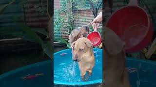 very cool with monkey monkey cat animals dog shorts youtube [upl. by Zippel]