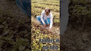 Farmers in the fieldAmazing World Views [upl. by Dempsey]