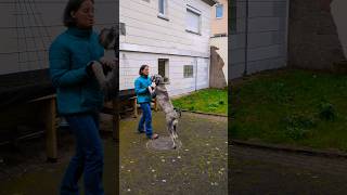 Spielerische Elemente im Hundetraining Auflockerung der Unterordnung hundetraining schnauzer [upl. by Ikkiv588]