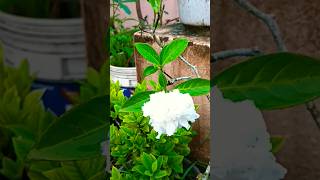 Phagun haway haway youtubeshorts shortsvideos viralshortsvideos viralvideos love nature [upl. by Anirahtak404]