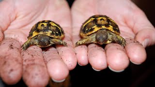 SEPARATING TORTOISE TWINS [upl. by Attenat699]