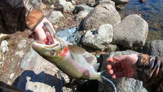 Tippy Dam Steelhead Fishing [upl. by Pacheco52]