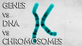 Genes vs DNA vs Chromosomes  Instant Egghead 19 [upl. by Magee]