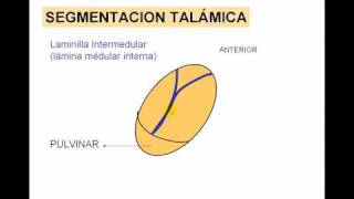 ENCEFALO 3 tálamo [upl. by Atiuqcir145]