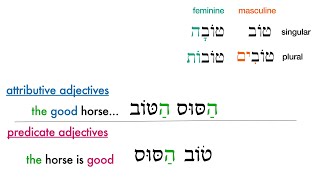 Hebrew adjectives understanding predicate and attributive adjectives [upl. by Haye]