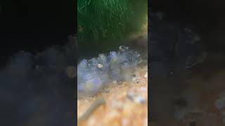 Yoda snail eggs day 10 they fell down [upl. by Lassiter576]