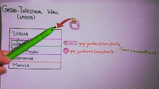 Physiological Anatomy of Gastrointestinal Wall Chapter 63 part 1 Guyton and Hall Physiology [upl. by Seumas326]