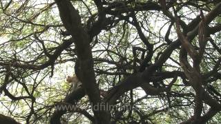 Macaque playing on a tree and climbing down [upl. by Irianat589]