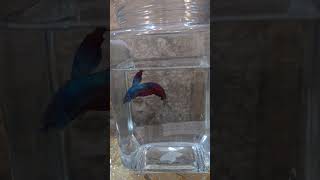 Fighter fish New members in my home fighter pleasesubscribe samsungs24ultra samsungfreestyle [upl. by Annabel]