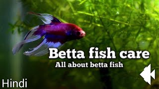 Betta fish care [upl. by Fregger]