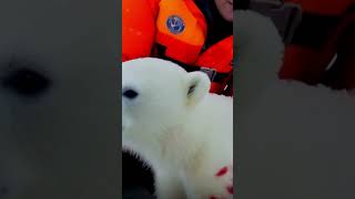 Baby Polar Bears In Need [upl. by Lumpkin]