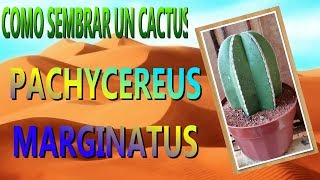 COMO PLANTAR UN CACTUS  PACHYCEREUS MARGINATUS [upl. by Adnahsat976]