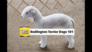 Bedlington Terrier Dogs 101 [upl. by Corotto869]