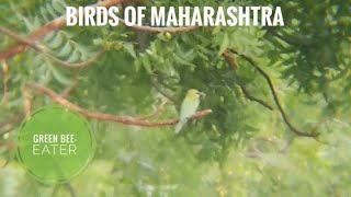 Birds of Maharashtra India  Green Beeeater वेडा राघू Veda raghu  birdwatching sciecomm [upl. by Molloy482]