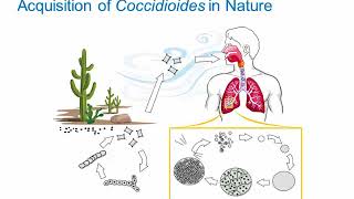 Dimorphic Fungi Coccidioidomycosis Hot Topic [upl. by Spense]