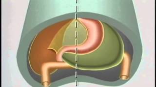 Embryological Development of GastroIntestinal Tract  ACLAND [upl. by Cherilyn945]