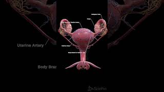 🌸 The Vascular Network of the Uterus 🌸anatomy [upl. by Tedder503]