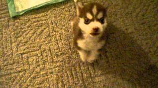 Husky puppossibly worlds smallestquot Remmyquot 8 wk old Husky pup Sits and speaks on command [upl. by Bibbie234]