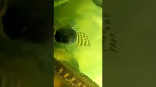 Golden cobra 🐍 trending malayalam freshwateraquariumfish [upl. by Nuawtna]