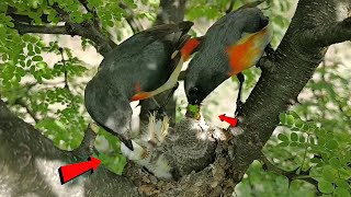 Small minivet bird feeding her baby AnimalsandBirds107 [upl. by Elizabet]