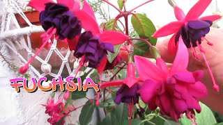 Fuchsia Plant Care Beautiful Flowers [upl. by Dan]