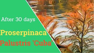 Proserpinaca Palustris cuba 30 day timelapse  Mermaid Weed [upl. by Anuahs]