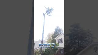 Tree and Branch Removal Compilation treeservice treeremovalservices treeexperts chainsawman [upl. by Atthia]