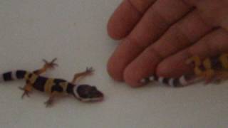 Screaming Baby Leopard Gecko [upl. by Leorsiy323]