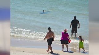 Shark Scare at Gulf Shores [upl. by Lada]