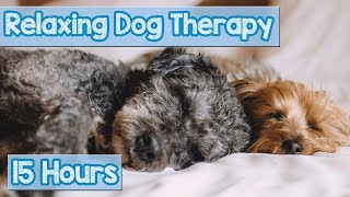 NEW IMPROVED Relaxing Music for Dogs Calm Your Energetic Dog with this Soothing Music 2018 🐕💤 [upl. by Rufus]