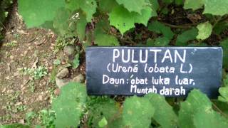 Tanaman Pulutan Caesarweed Plant Urena Lobata [upl. by Nylcoj]