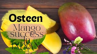 Osteen Mango Tree success In India  Osteen Mango Plant  7001539278 [upl. by Simonne346]