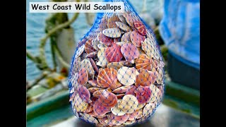 Pink and Spiny Scallops from BC [upl. by Hogle470]