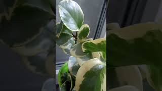 peperomia variegata🌿пеперомія variegata🌿 [upl. by Ynolem]