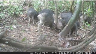 QueixadasOnças MateirosPacaAntas Catetos Mumtums CutiasTodos Frequentando O Saleiro [upl. by Zeiler]