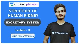 L3 Structure of Human Kidney  Excretory System  PreMedical  NEETAIIMS  Vipin Sharma [upl. by Eirene712]