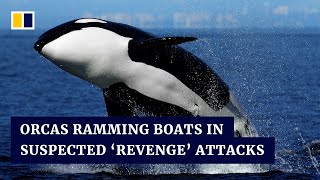 Killer whales are ramming sailboats and scientists don’t know why [upl. by Gnoix]