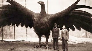 20 Last Known Photos of Animals That Went Extinct [upl. by Long]