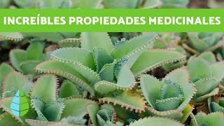 PLANTA KALANCHOE  Cuidados y beneficios [upl. by Derte]