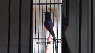 Sound bird Copsychus malabaricus singing murai batu gacorbirds sound copsychusmalabaricus copsy [upl. by Aihtennek]