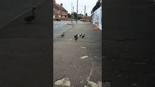 Where are they goingAre they lostducks Heacham [upl. by Kentiga]