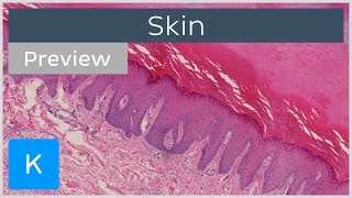 Skin types of tissues and cells preview  Human Histology  Kenhub [upl. by Yleen]